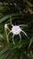 Hymenocallis littoralis or the beach spider lilyÂ 